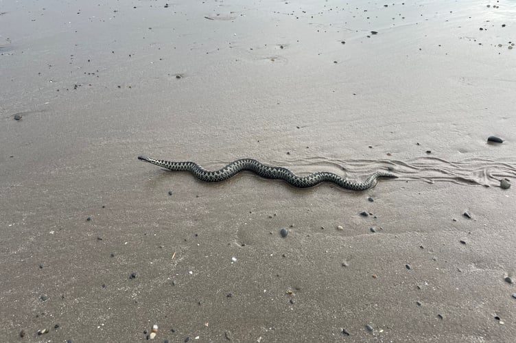 Adder