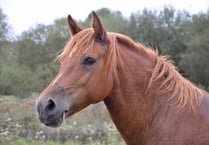Bring your horse holiday pod plans set for refusal