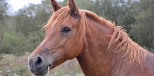 Suspended jail term for 'substantial' animal cruelty