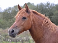 Suspended jail term for 'substantial' animal cruelty