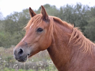 Suspended jail term for 'substantial' animal cruelty