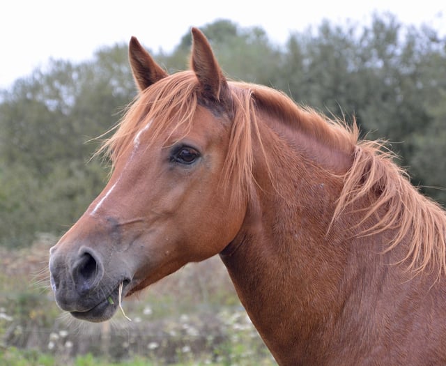 Suspended jail term for 'substantial' animal cruelty