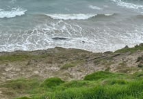 Post-mortem to be carried out on whale