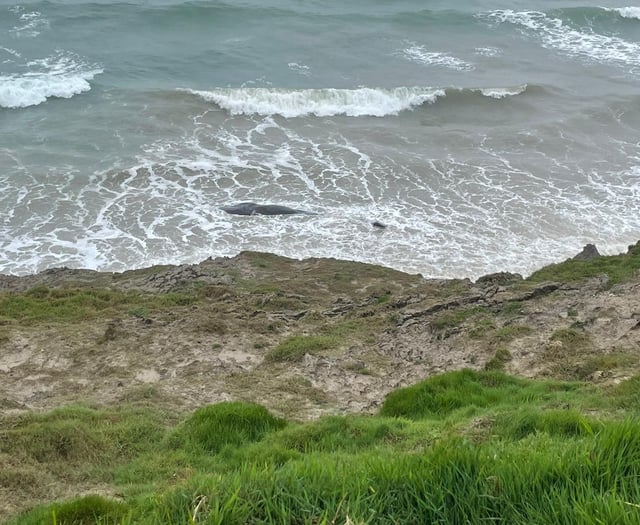 Post-mortem to be carried out on whale