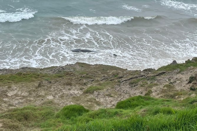 A beached whale has been spotted at Porth Neigwl