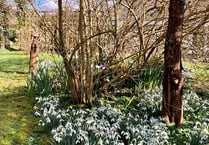 Chance to explore stunning Ceredigion gardens