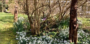 Chance to explore stunning Ceredigion gardens