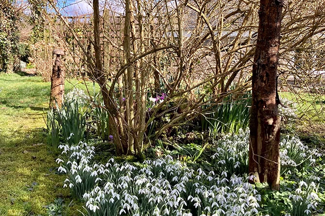 National Garden Scheme Ceredigion