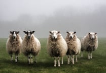 Farming project to combat outbreaks of sheep scab