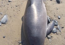 Suspected porpoise latest to wash up on Cardigan Bay beach