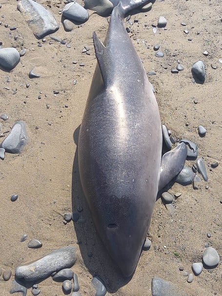 A passerby sent the picture to the Cambrian News this afternoon