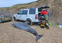 Dolphin died after rare live stranding on Ynyslas beach 