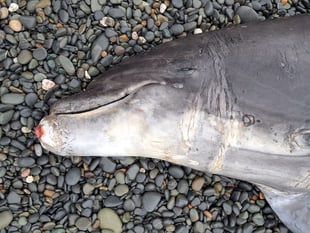 Update on death of well-known dolphin named Vader