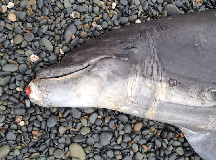 Bottlenose dolphin stranding at Ynyslas. Credit CSIP-MEM