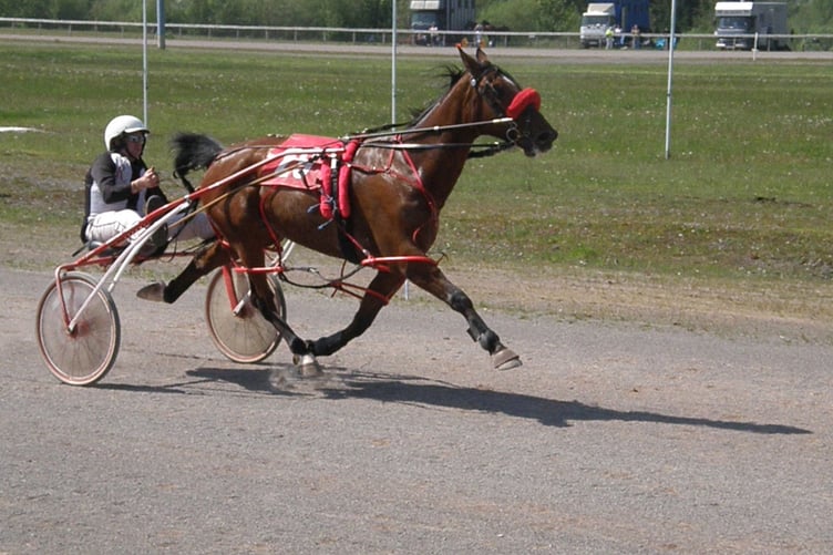 Harness Goodtime Hal (Grade B) 130523