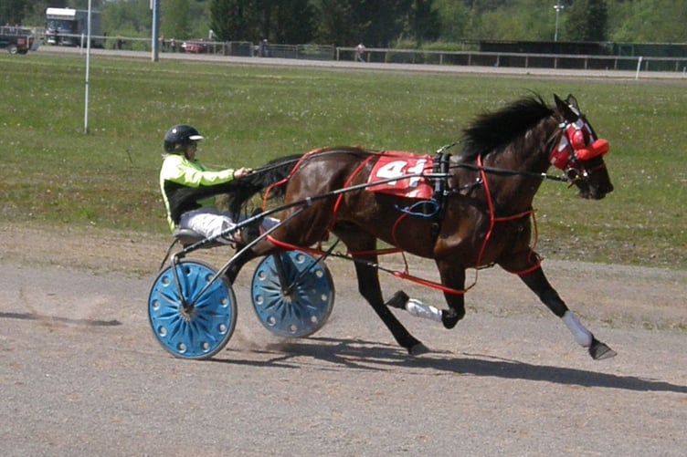 Harness Happy Hands (Grade A) 130523