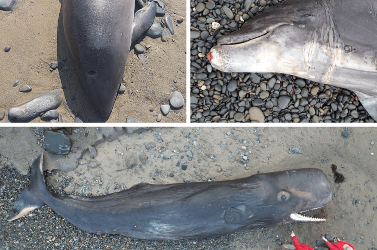 The porpoise (top left), Vader the dolphin (right) and the sperm whale