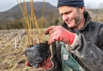 Rainforests of the future at tree nursery