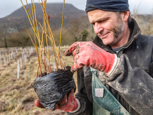 Rainforests of the future at tree nursery