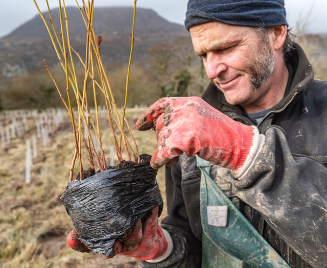 Rainforests of the future at tree nursery