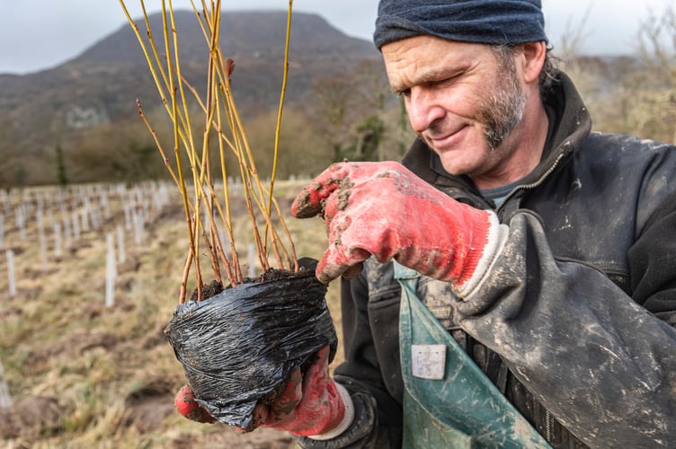 Lead ranger David Smith oversees the work at the Eryri tree nursery
