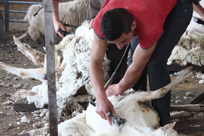 Sheep Shearing stock
