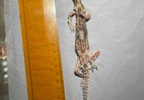RSPCA warning after pet lizards die in Llandysul