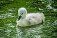 Our favourite readers' photos: Cygnets, geese and stunning sunsets