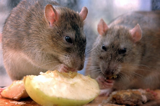 Rodents RADAR
