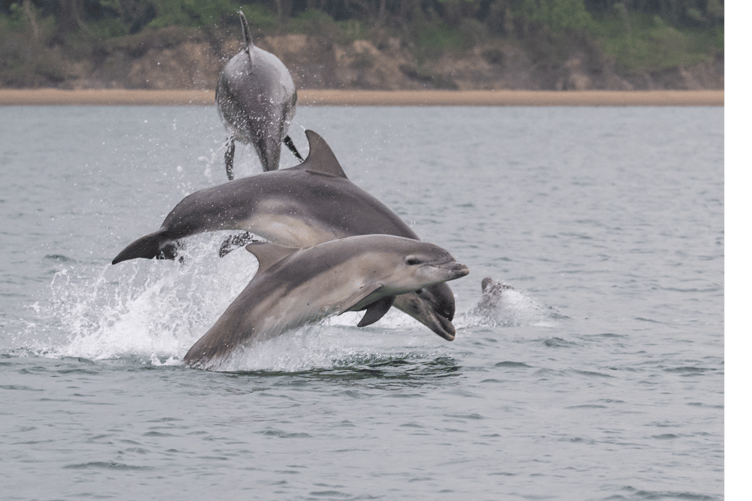 Baby dolphin