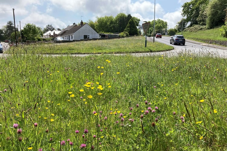 Wildflowers