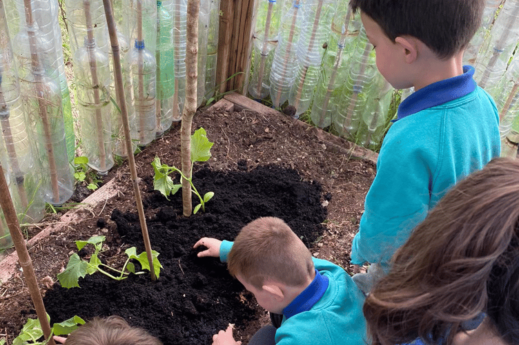 Planting food