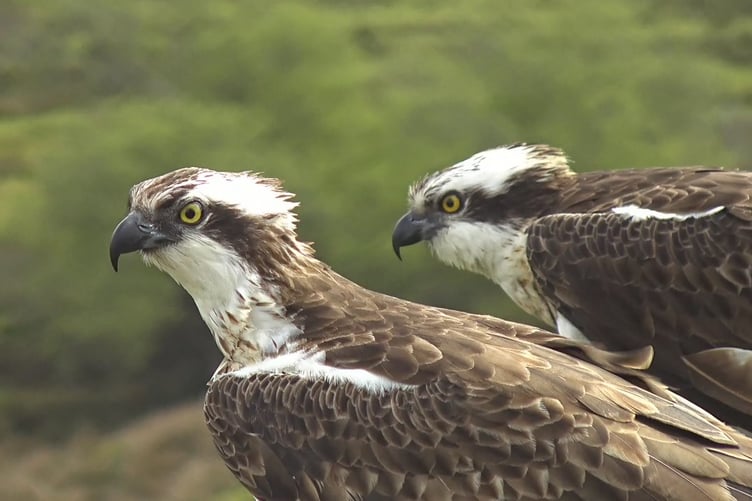 Ospreys Glaslyn