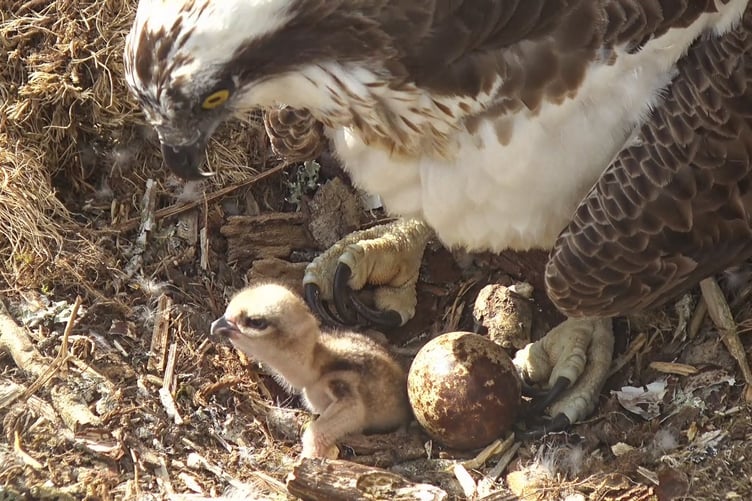 Osprey chick