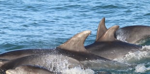 Bottlenose dolphin research in Cardigan Bay gets funding boost 