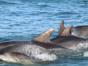 Bottlenose dolphin research in Cardigan Bay gets funding boost 