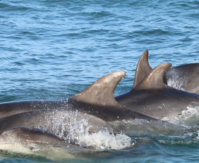 Bottlenose dolphin research in Cardigan Bay gets funding boost 