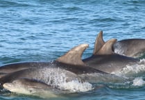 Bottlenose dolphin research in Cardigan Bay gets funding boost 