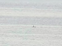 Killer Whale in Cardigan Bay? Scientists not convinced 