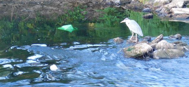 Green agricultural plastic, white soapy foam and a Heron on the Teifi at Llandysul