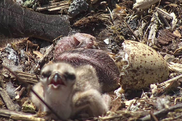 Two chicks can be seen in the nest now
