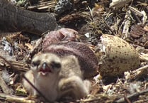 Osprey fans delighted to see two chicks on nest