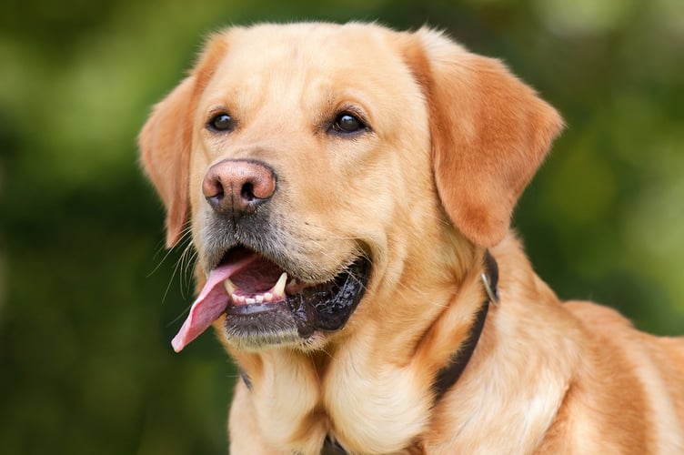 Labrador Retriever