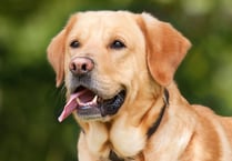 Dog owner must pay £1,500 compensation for 'out of control' labrador