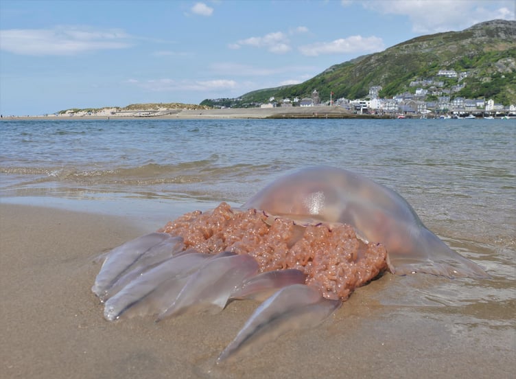 A monster Barrel Jellyfish that washed up in Fairbourne