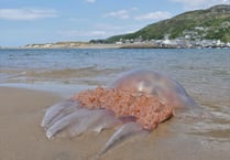 Jellyfish season is here: Monsters wash up on Cardigan Bay shores 