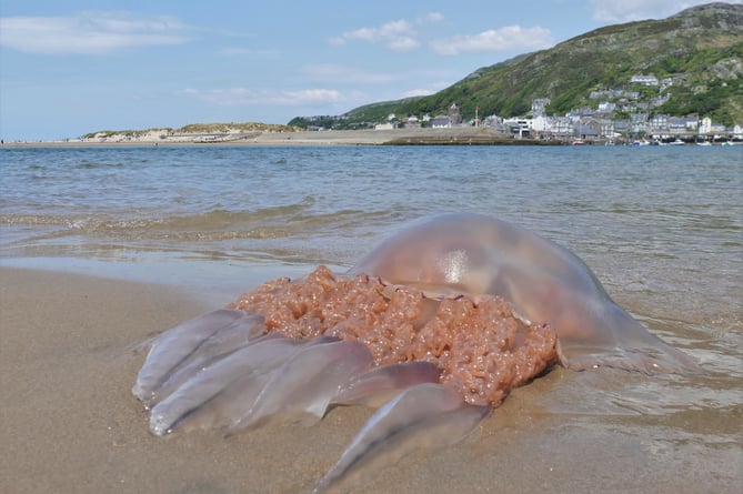 A monster Barrel Jellyfish that washed up in Fairbourne