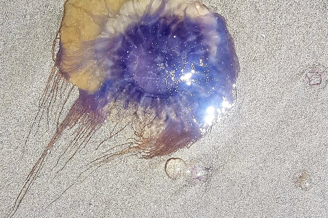What appears to be a Blue Jellyfish