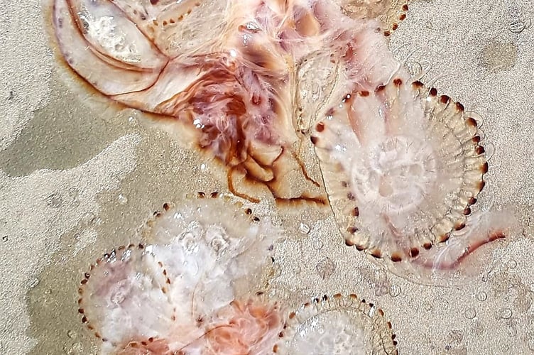 What appear to be Compass Jellyfish