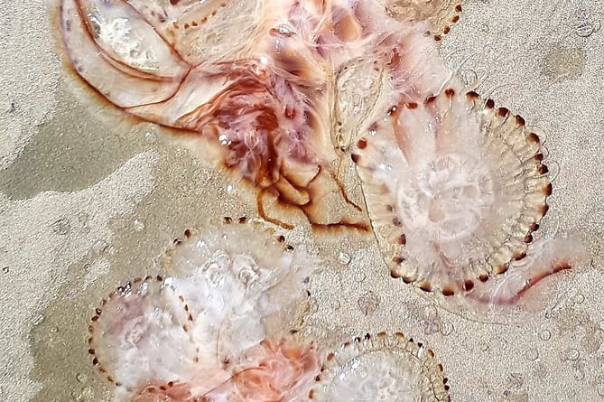 What appear to be Compass Jellyfish